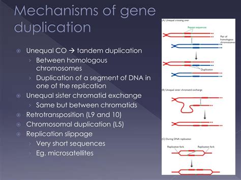 PPT - Evolution of eukaryotic genomes PowerPoint Presentation, free ...