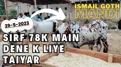 Ismail Goth Mandi Karachi Cattle Rates Update Itni Sasti Mandi Kai Nh