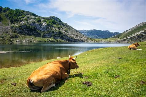 Vacas Alrededor Del Lago Enol En Picos De Europa Asturias Espa A Foto