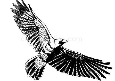 Flying Crow Coloring Pages