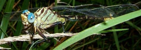 Russet Tipped Clubtail Stylurus Plagiatus Bugguide Net