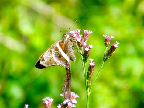 Long Tailed Skipper Long Tailed Skipper Urbanus Proteus On Flickr