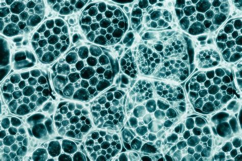 Biomaterials vs Tissue Engineering - what is the difference?