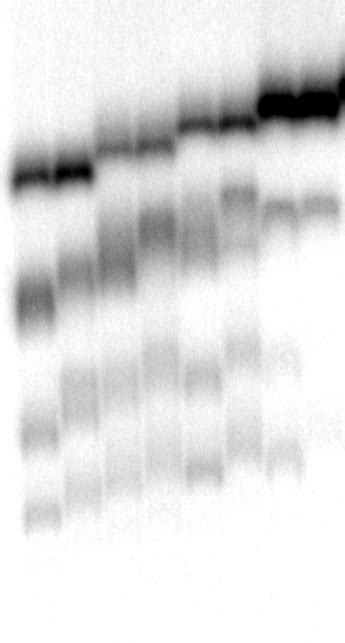 Figure S6 Phosphorimagery Of Nondenaturing Polyacrylamide Gels Of Dt Download Scientific