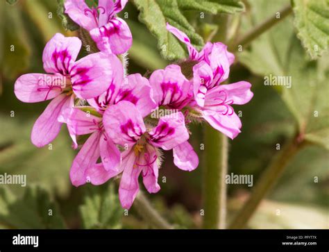 Geranio Graveolens Fotograf As E Im Genes De Alta Resoluci N Alamy