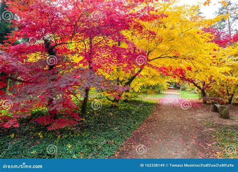 Fall colors in the park stock image. Image of blaze - 162338149