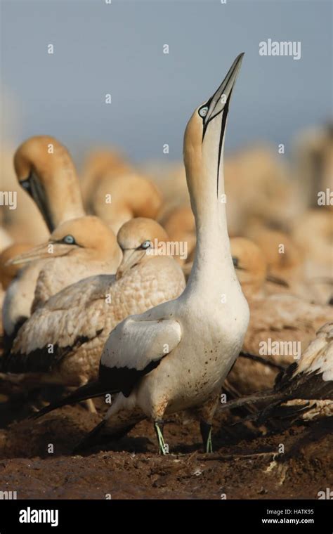 Cape Gannet Skypointing South Africa Stock Photo Alamy