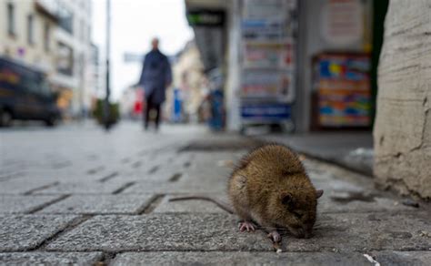 Orkin Releases Top 50 Rattiest Cities List Pest Management Professional