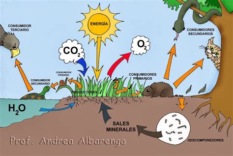 EcologÍa Plantel 20 Factores BiÓticos Y AbiÓticos