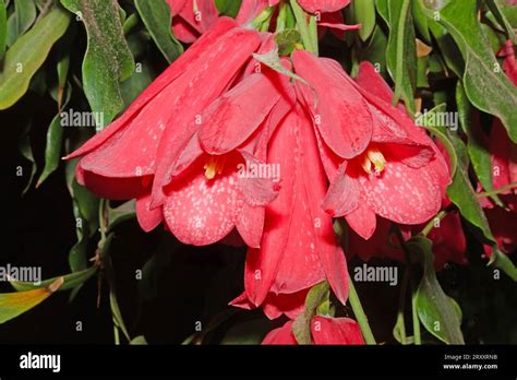 Lapageria Rosea Bellflower Chileno Es Endémica De Chile Es La Flor