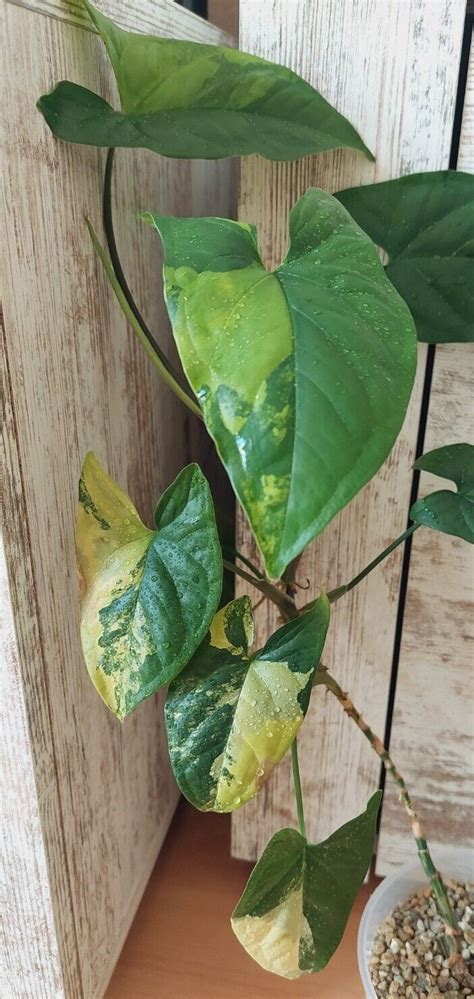 Syngonium Aurea No Monstera No Philodendron Rare Selten Halfmoon EBay