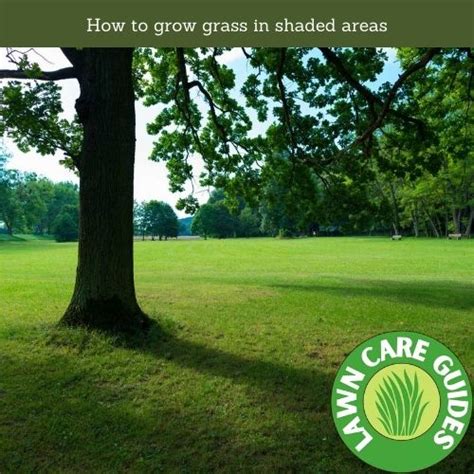 9 Best Grass Seed For Shade Reviews And Grower Guide Lawn Liberty