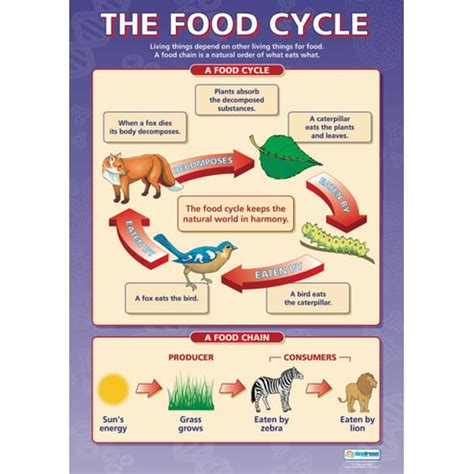 The Food Cycle Poster - Daydream Education