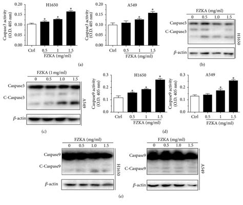 Caspase 3 Activity Assay Kit Cell Signaling Technology Inc Bioz