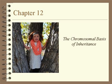 Chapter 12 The Chromosomal Basis Of Inheritance The