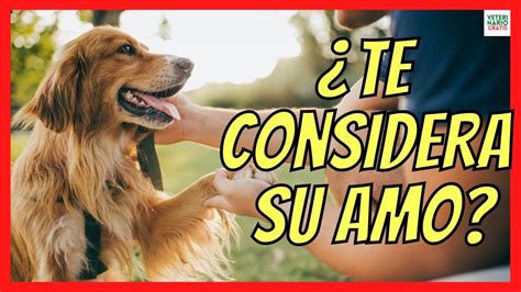 C Mo Determinar Si Tu Perro Te Ve Como Su Due O Arjal