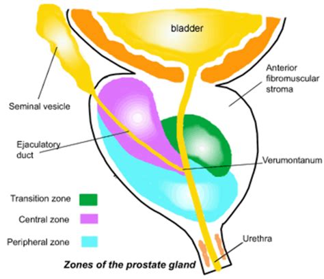 Prostate Gland Flashcards Quizlet