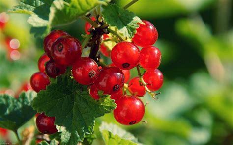 Ягода поляника как выглядит фото