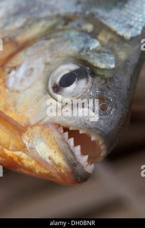 RED-BELLIED PIRANHA teeth Stock Photo - Alamy