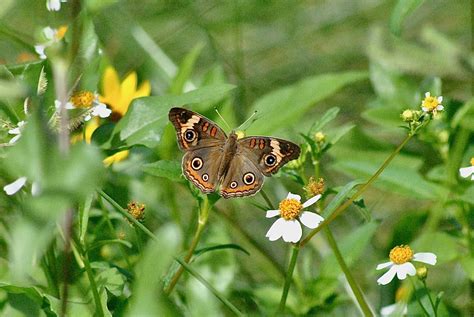 Common Buckeye Butterfly