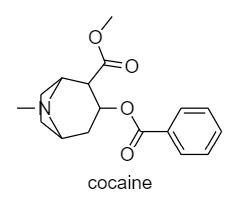 Benzoylecgonine is commonly used to screen for cocaine because it ...