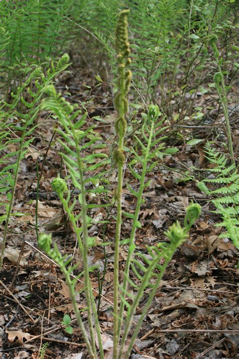 Osmunda Cinnamomea Osmundaceae Image 101290 At PhytoImages Siu Edu