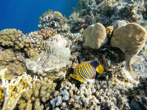 Coral And Fish In The Red Sea Safaga Egypt Stock Photo Image Of