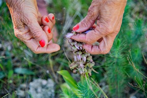 Mattinata La Capitale Delle Orchidee Spontanee Ilsipontino Net