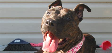 American Pit Bull Terrier Information Dog Breeds At Thepetowners