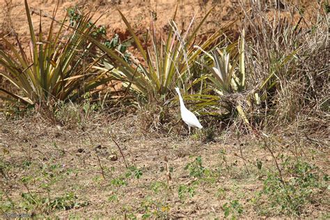 Aigrette Aigrette Viñales Cuba Gilles Buart Flickr