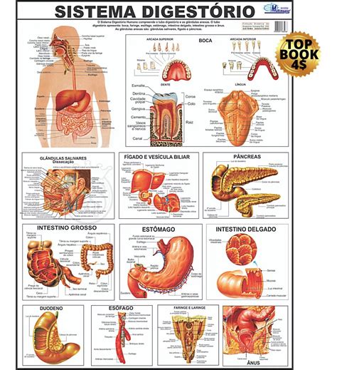 Kit 3 Posters Cartaz Anatomia Sistemas Do Corpo Humano A3 Mebuscar Brasil