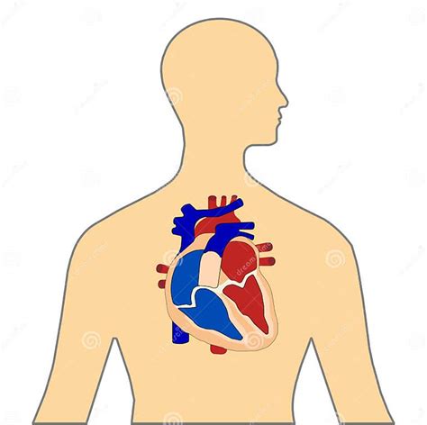 Heart 3d Colored Vector Image On Human Body For Education Of Anatomy