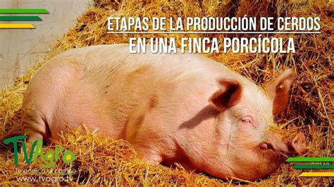 Etapas de la Producción de Cerdos en una Finca Porcícola TvAgro por