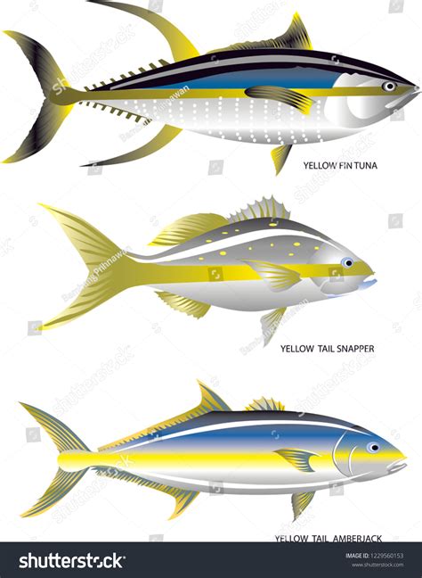 Yellowtail Fish Over 278 Royalty Free Licensable Stock Vectors