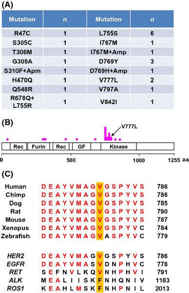 HER2 mutations identified in breast cancer patients and mutations site ...