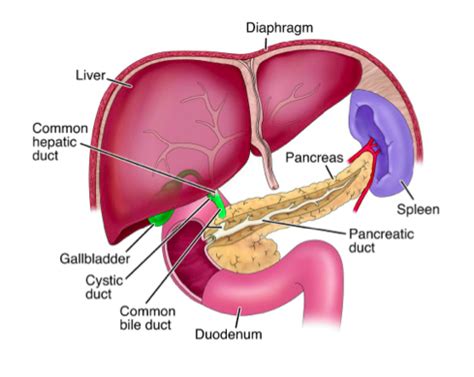 Gallbladder And Pancreas Flashcards Quizlet