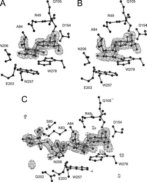 F Obs F Calc Omit Electron Density Maps Of The Bound Sugars In The