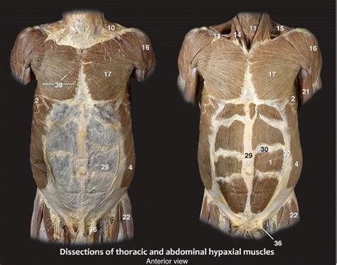 Anterior Thorax And Abdominal Muscles Diagram Quizlet