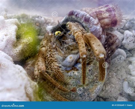 symbiosis hermit crab  sea anemone stock image image  pink