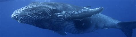 Learn about Whale Conservation and the efforts made to help