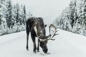 What Do Moose Eat? Moose Diet by Season and Location