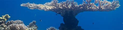 Coral World Underwater Observatory Aquarium a Eilat: tour e visite ...