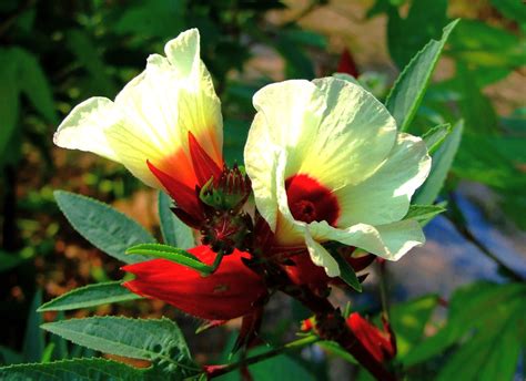 Hibiscus Sabdariffa L Species