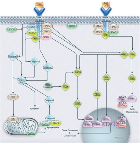 TNF Signaling Pathway | Thermo Fisher Scientific - US 