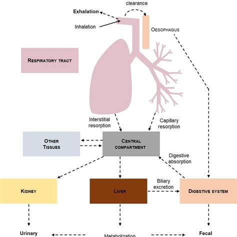 Example of inhaled drugs. | Download Table