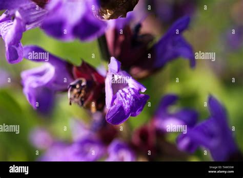 Macro Close Up Of Sage Plant Blossom Flower With Blurred Green Leaves