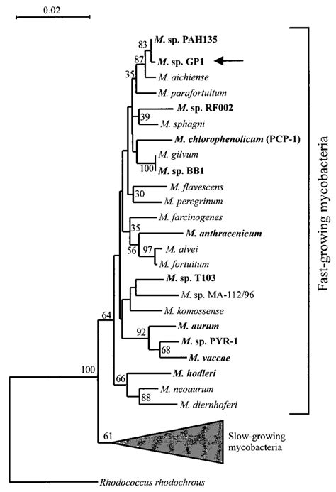 Phylogenetic Tree Based On 16S RRNA Gene Sequence Analysis