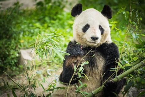 Panda Bear Eating Bamboo Shoot Stock Image - Image of east, rare: 118494827