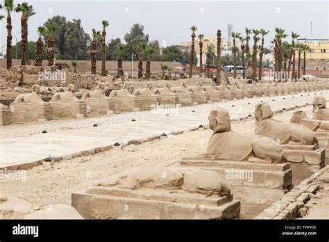 Avenue Of Sphinxes In Luxor Temple Luxor City Egypt Stock Photo Alamy