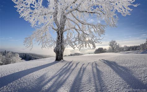 Frosted Tree wallpaper | nature and landscape | Wallpaper Better